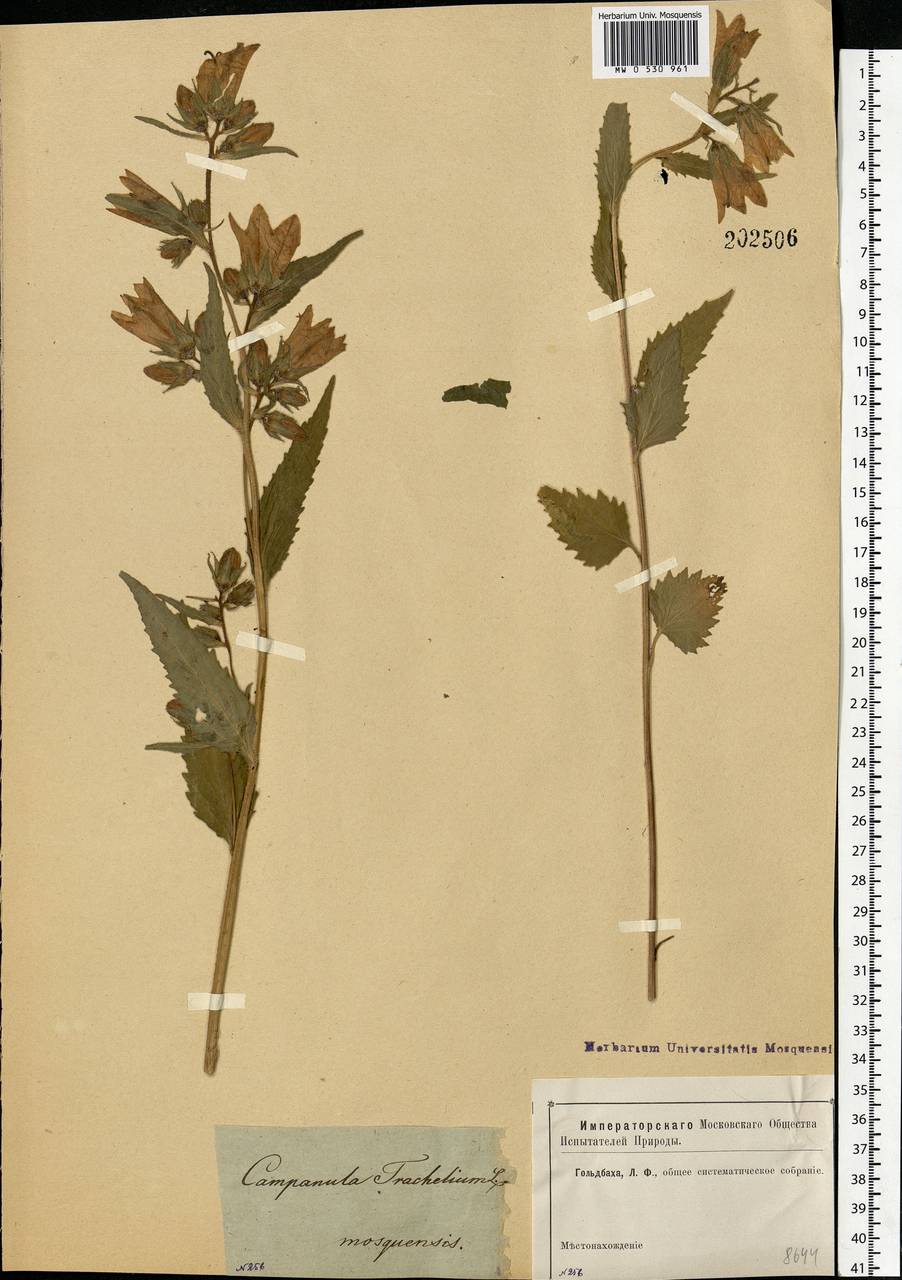 Campanula trachelium L., Eastern Europe, Moscow region (E4a) (Russia)