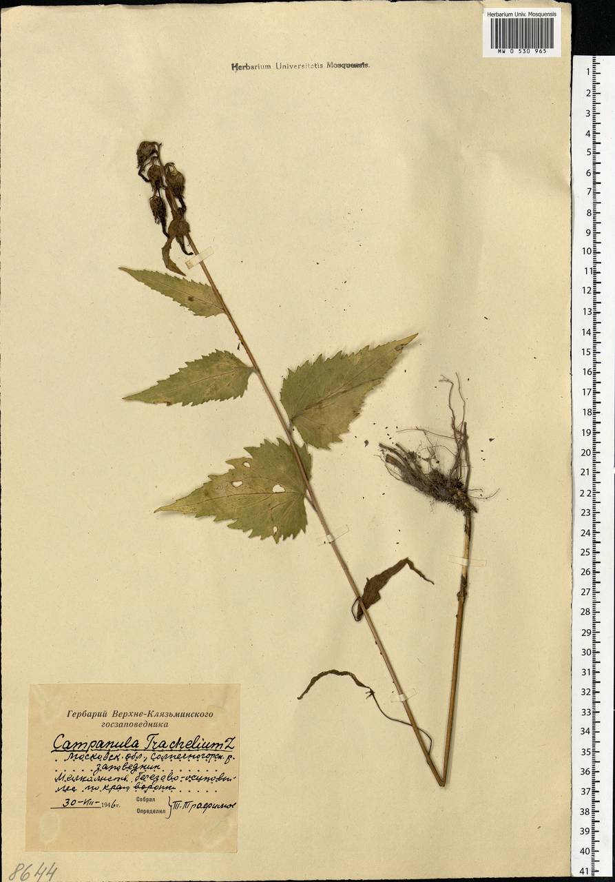 Campanula trachelium L., Eastern Europe, Moscow region (E4a) (Russia)
