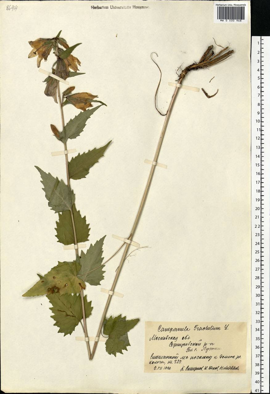 Campanula trachelium L., Eastern Europe, Moscow region (E4a) (Russia)