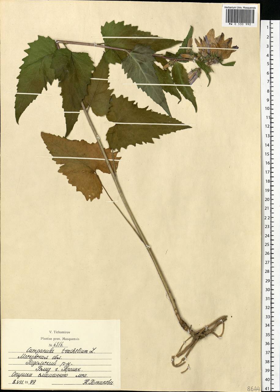 Campanula trachelium L., Eastern Europe, Moscow region (E4a) (Russia)