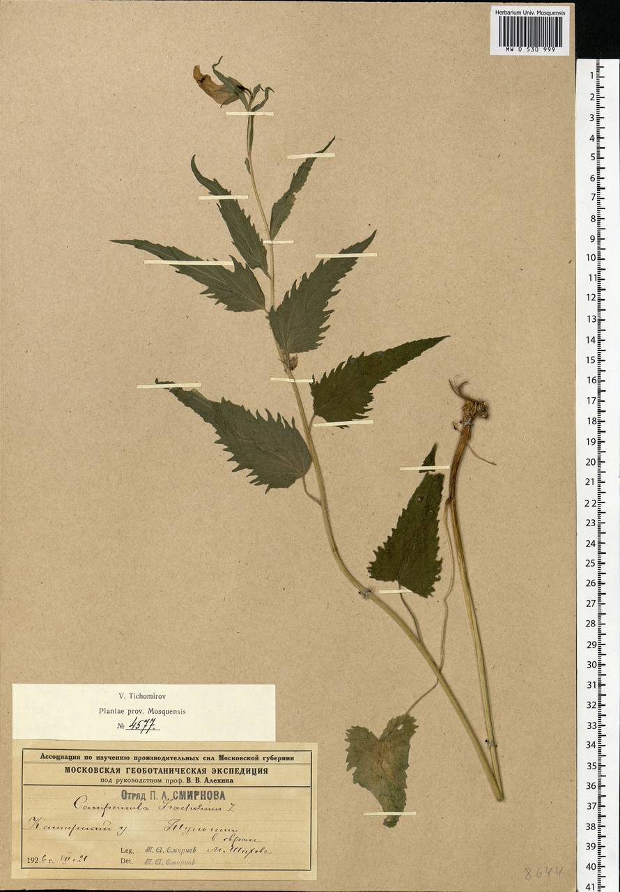 Campanula trachelium L., Eastern Europe, Moscow region (E4a) (Russia)