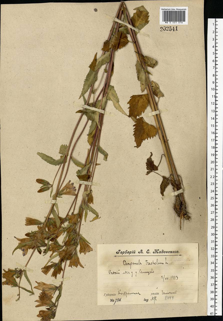 Campanula trachelium L., Eastern Europe, Central forest region (E5) (Russia)