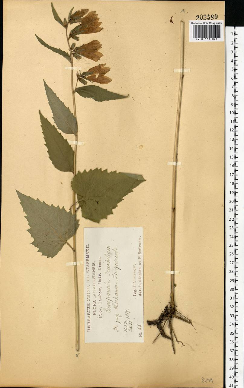 Campanula trachelium L., Eastern Europe, Central forest-and-steppe region (E6) (Russia)