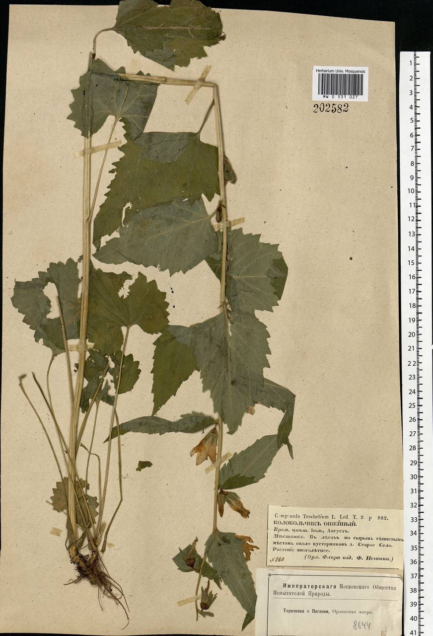 Campanula trachelium L., Eastern Europe, Central forest-and-steppe region (E6) (Russia)