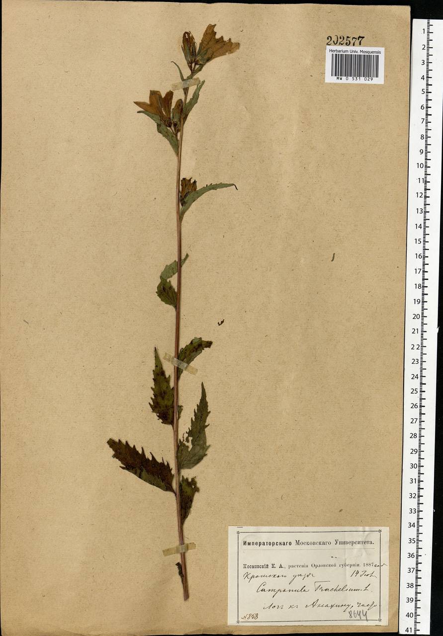 Campanula trachelium L., Eastern Europe, Central forest-and-steppe region (E6) (Russia)