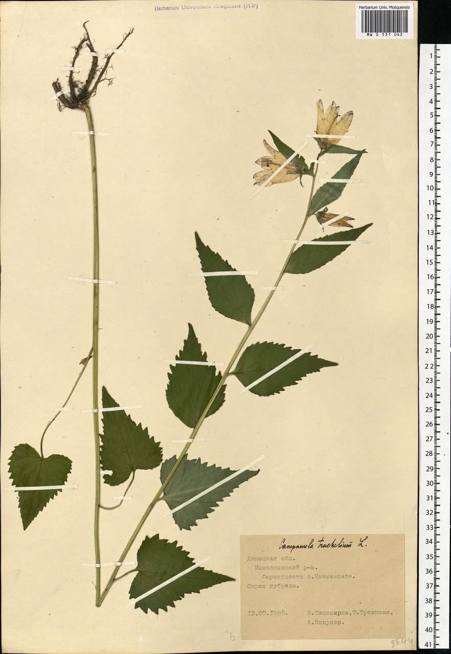 Campanula trachelium L., Eastern Europe, Central forest-and-steppe region (E6) (Russia)