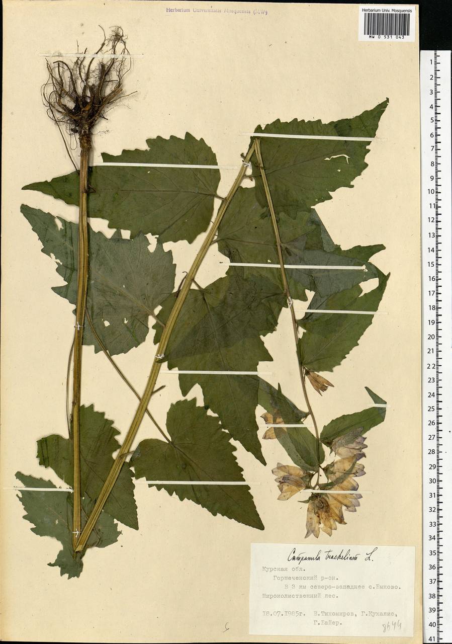 Campanula trachelium L., Eastern Europe, Central forest-and-steppe region (E6) (Russia)