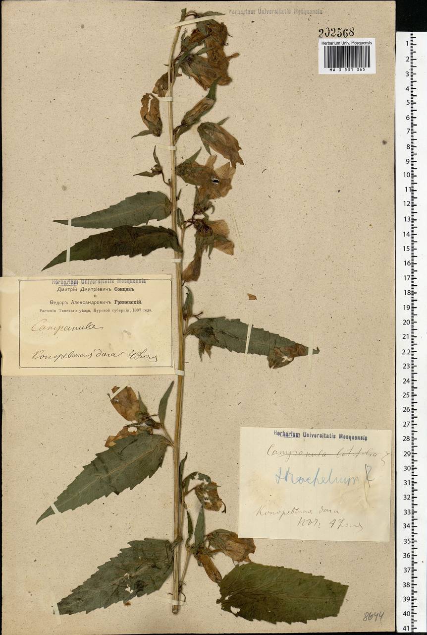 Campanula trachelium L., Eastern Europe, Central forest-and-steppe region (E6) (Russia)