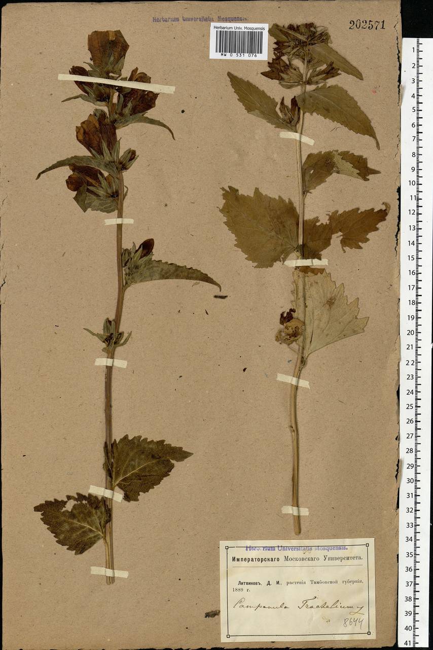 Campanula trachelium L., Eastern Europe, Central forest-and-steppe region (E6) (Russia)