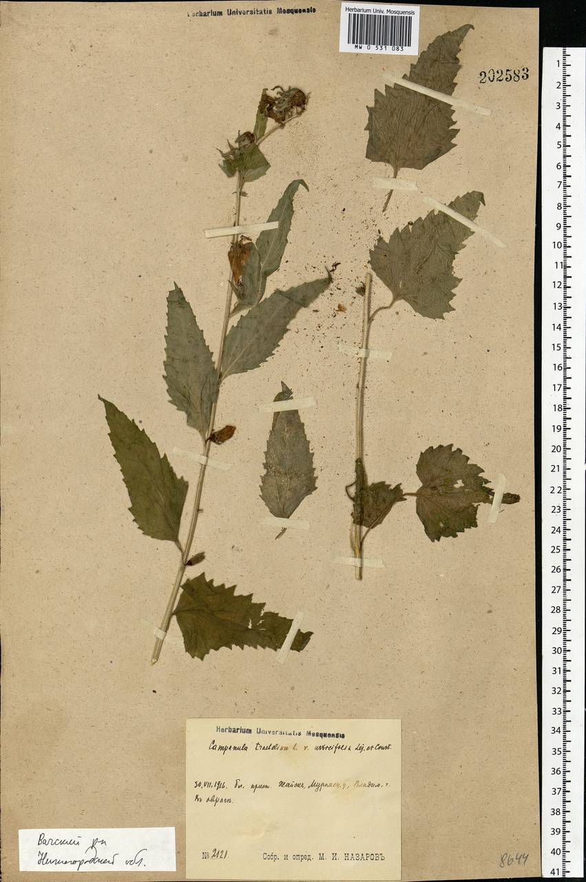 Campanula trachelium L., Eastern Europe, Volga-Kama region (E7) (Russia)