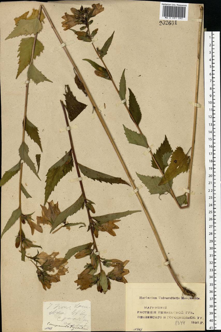 Campanula trachelium L., Eastern Europe, Middle Volga region (E8) (Russia)