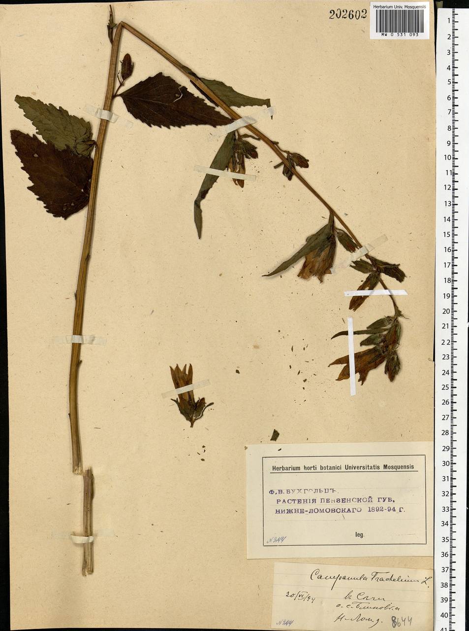 Campanula trachelium L., Eastern Europe, Middle Volga region (E8) (Russia)