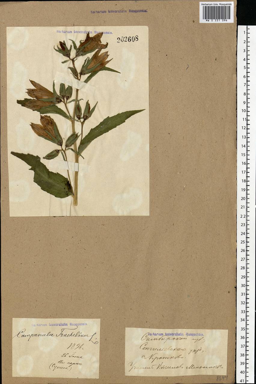 Campanula trachelium L., Eastern Europe, Middle Volga region (E8) (Russia)