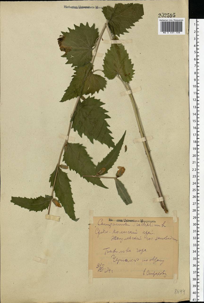 Campanula trachelium L., Eastern Europe, Middle Volga region (E8) (Russia)