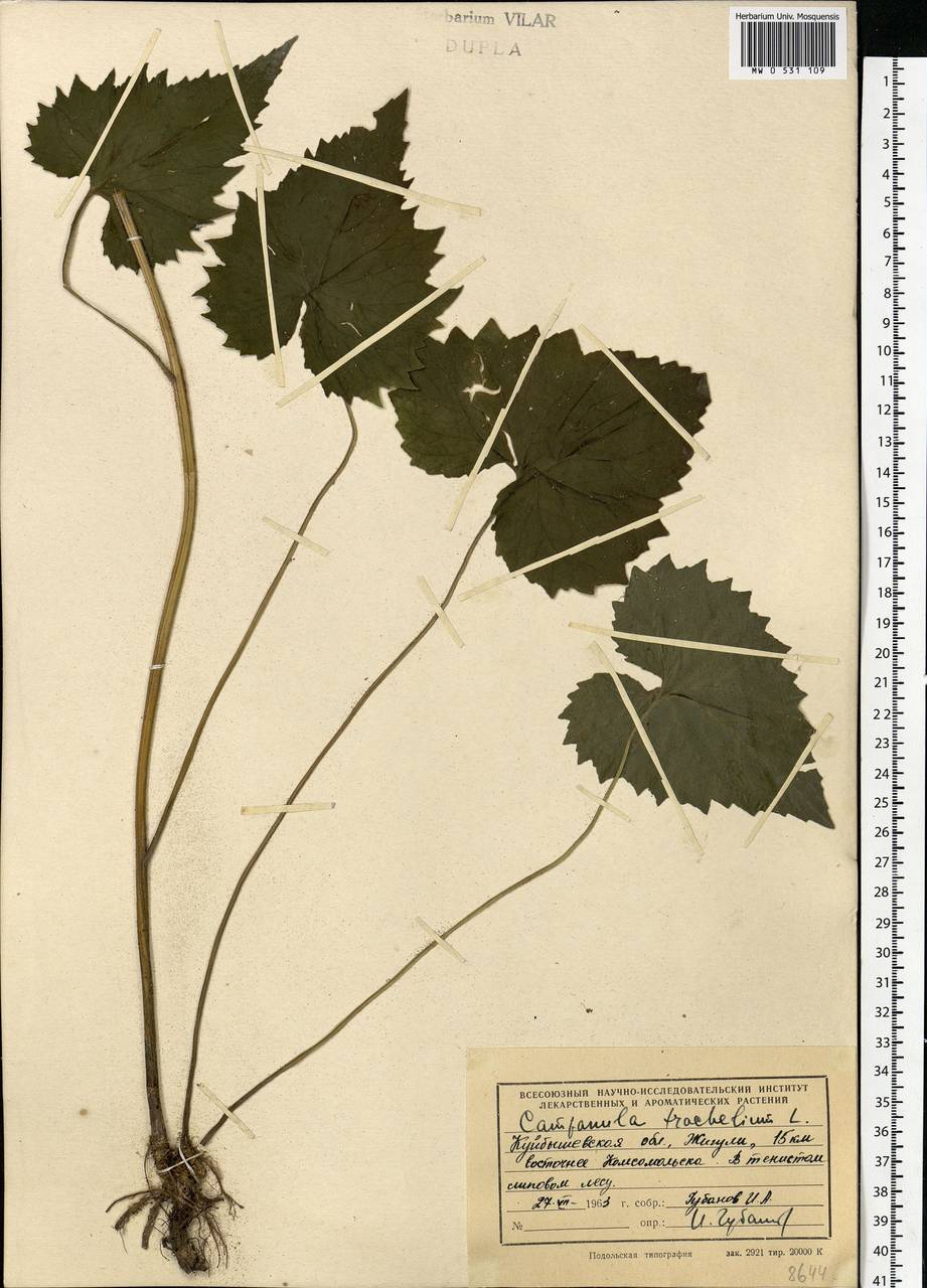 Campanula trachelium L., Eastern Europe, Middle Volga region (E8) (Russia)