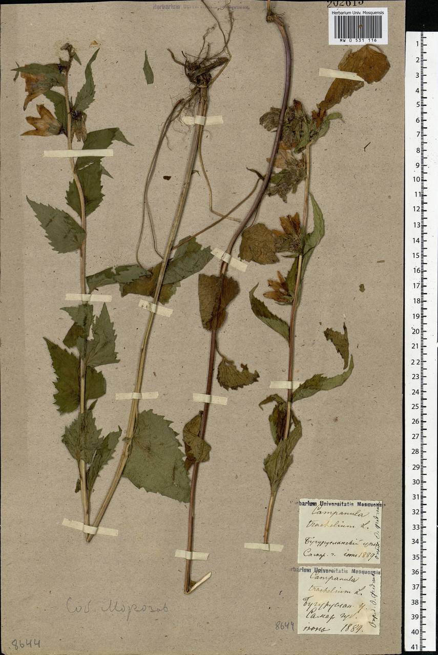 Campanula trachelium L., Eastern Europe, Eastern region (E10) (Russia)