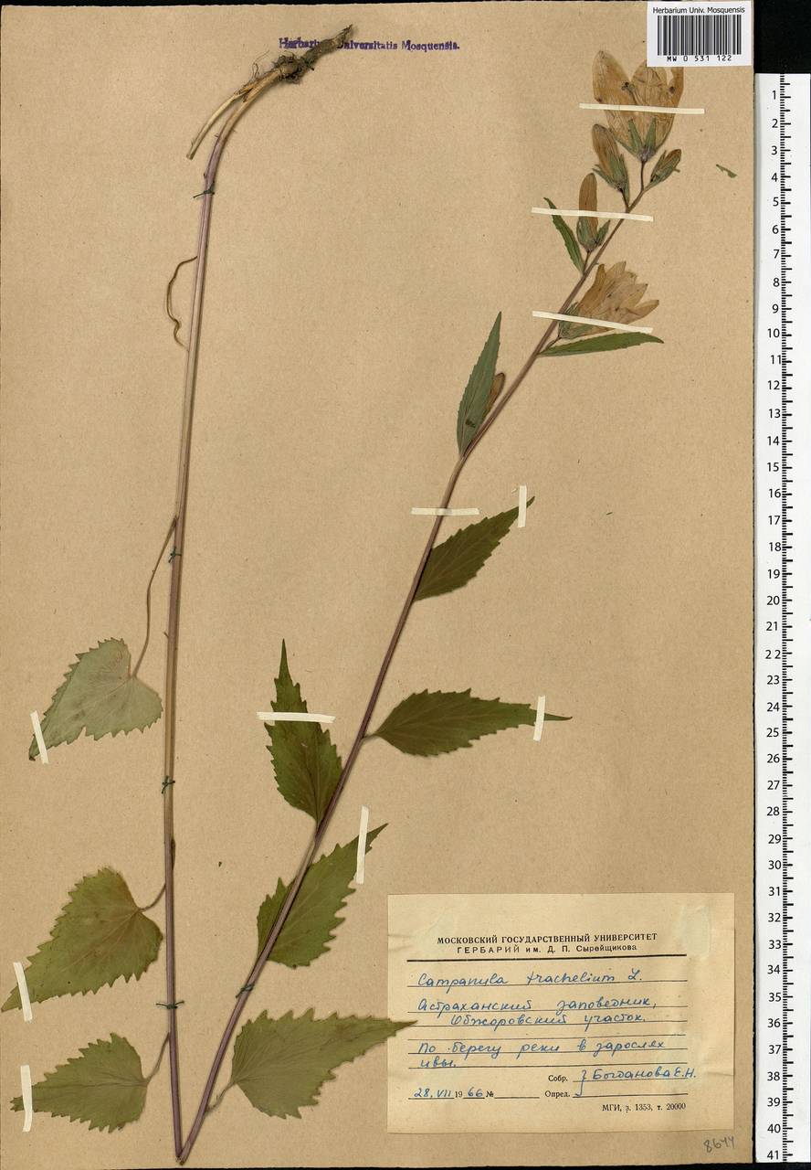 Campanula trachelium L., Eastern Europe, Lower Volga region (E9) (Russia)