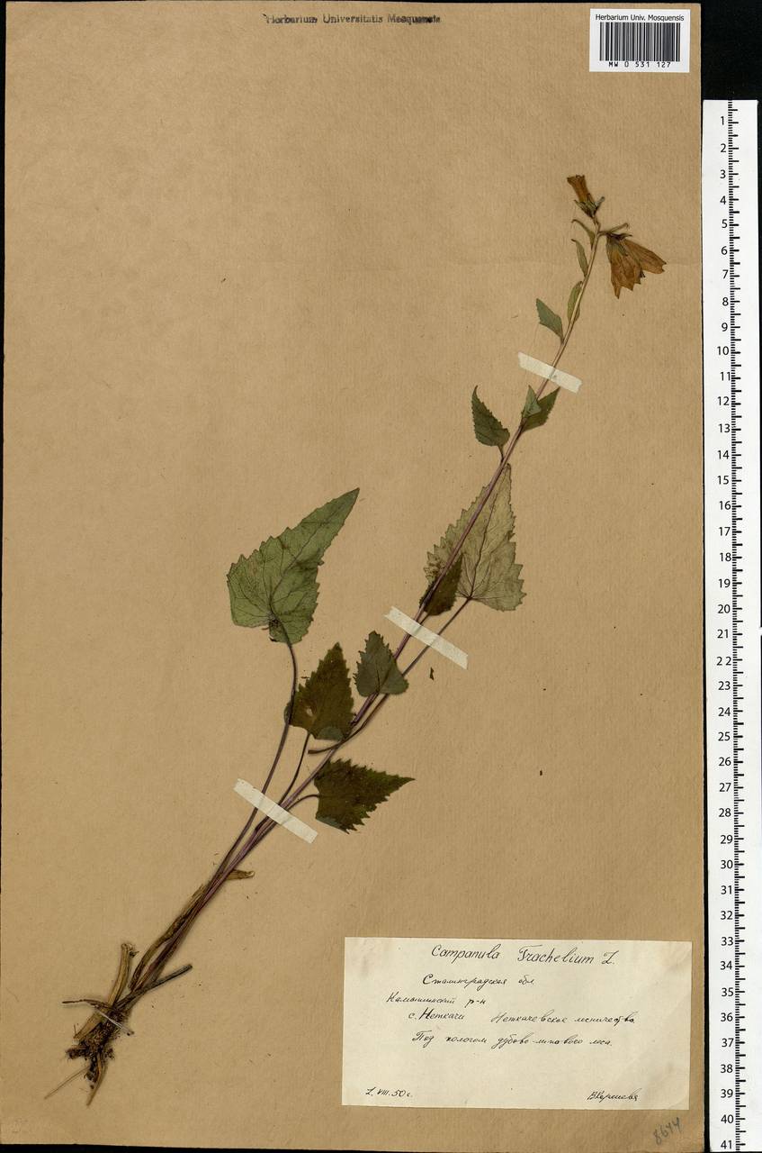 Campanula trachelium L., Eastern Europe, Lower Volga region (E9) (Russia)