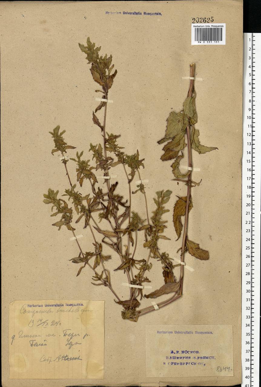 Campanula trachelium L., Eastern Europe, Eastern region (E10) (Russia)