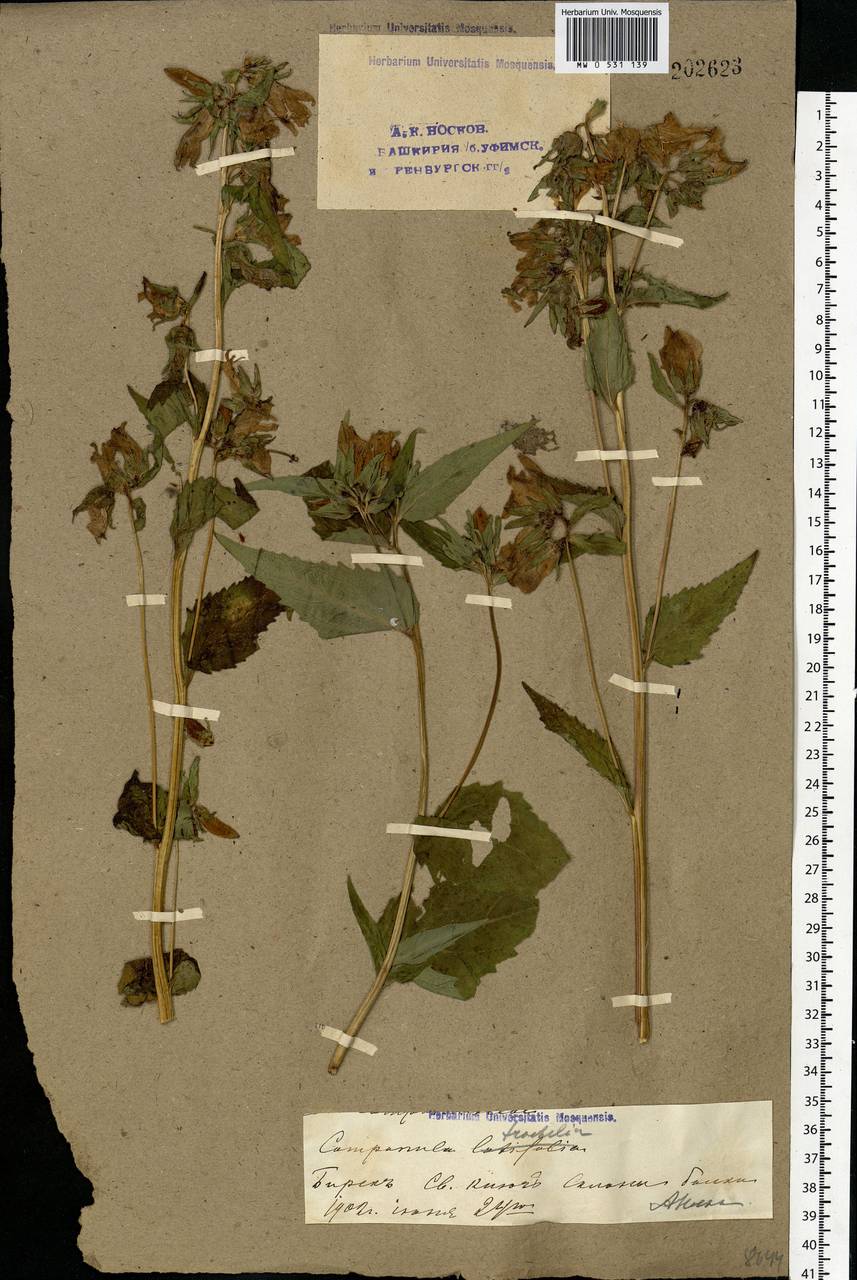 Campanula trachelium L., Eastern Europe, Eastern region (E10) (Russia)