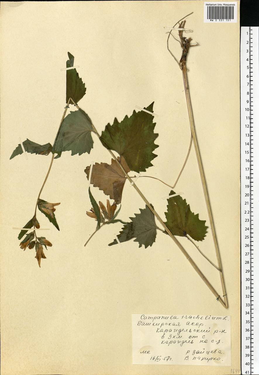 Campanula trachelium L., Eastern Europe, Eastern region (E10) (Russia)