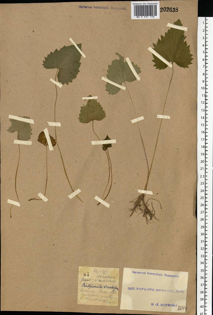 Campanula trachelium L., Eastern Europe, South Ukrainian region (E12) (Ukraine)