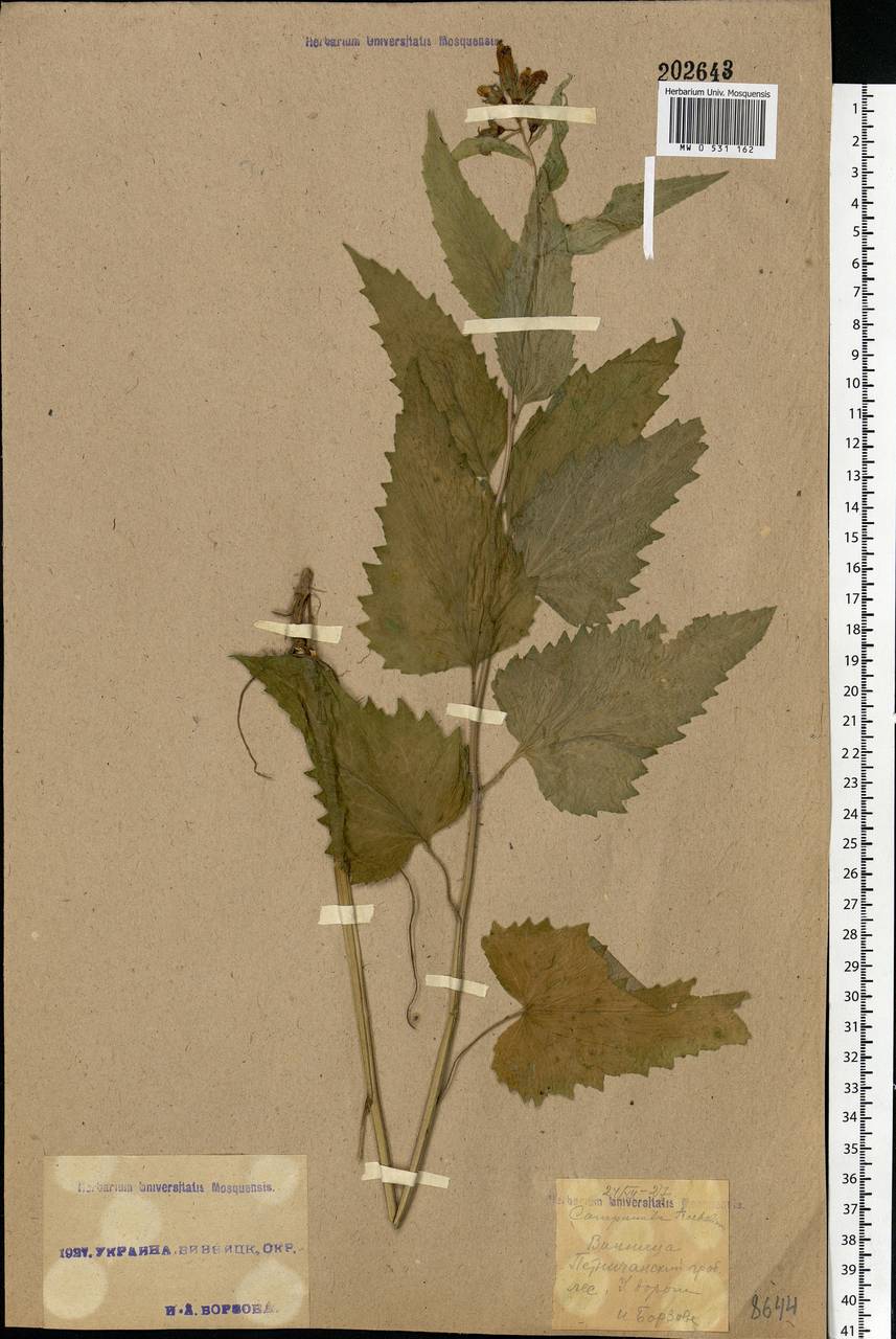 Campanula trachelium L., Eastern Europe, South Ukrainian region (E12) (Ukraine)
