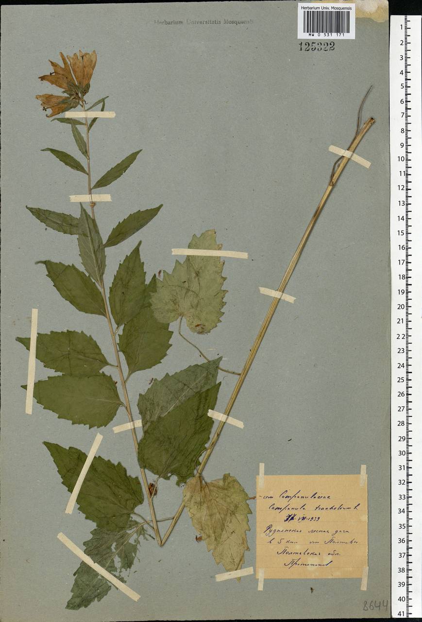 Campanula trachelium L., Eastern Europe, North Ukrainian region (E11) (Ukraine)