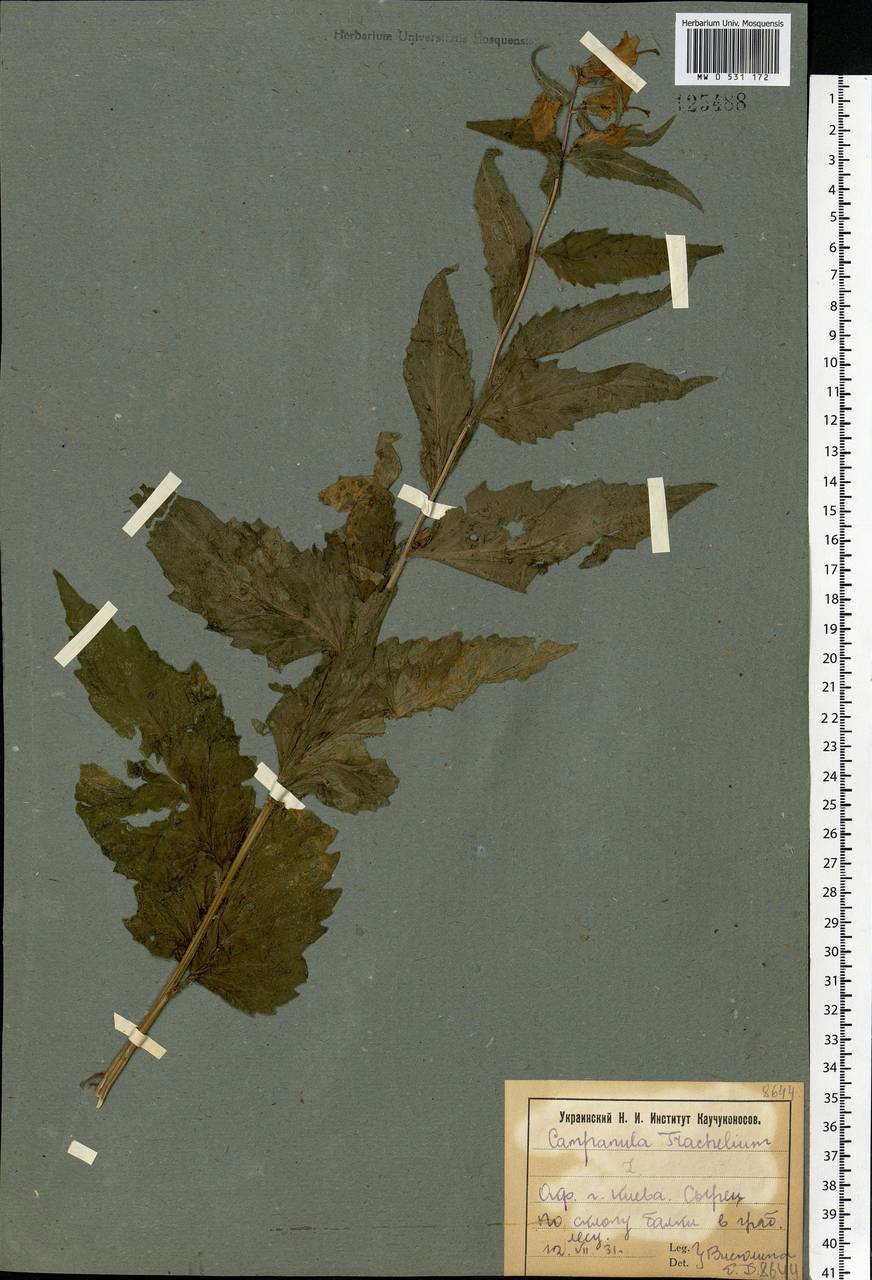 Campanula trachelium L., Eastern Europe, North Ukrainian region (E11) (Ukraine)