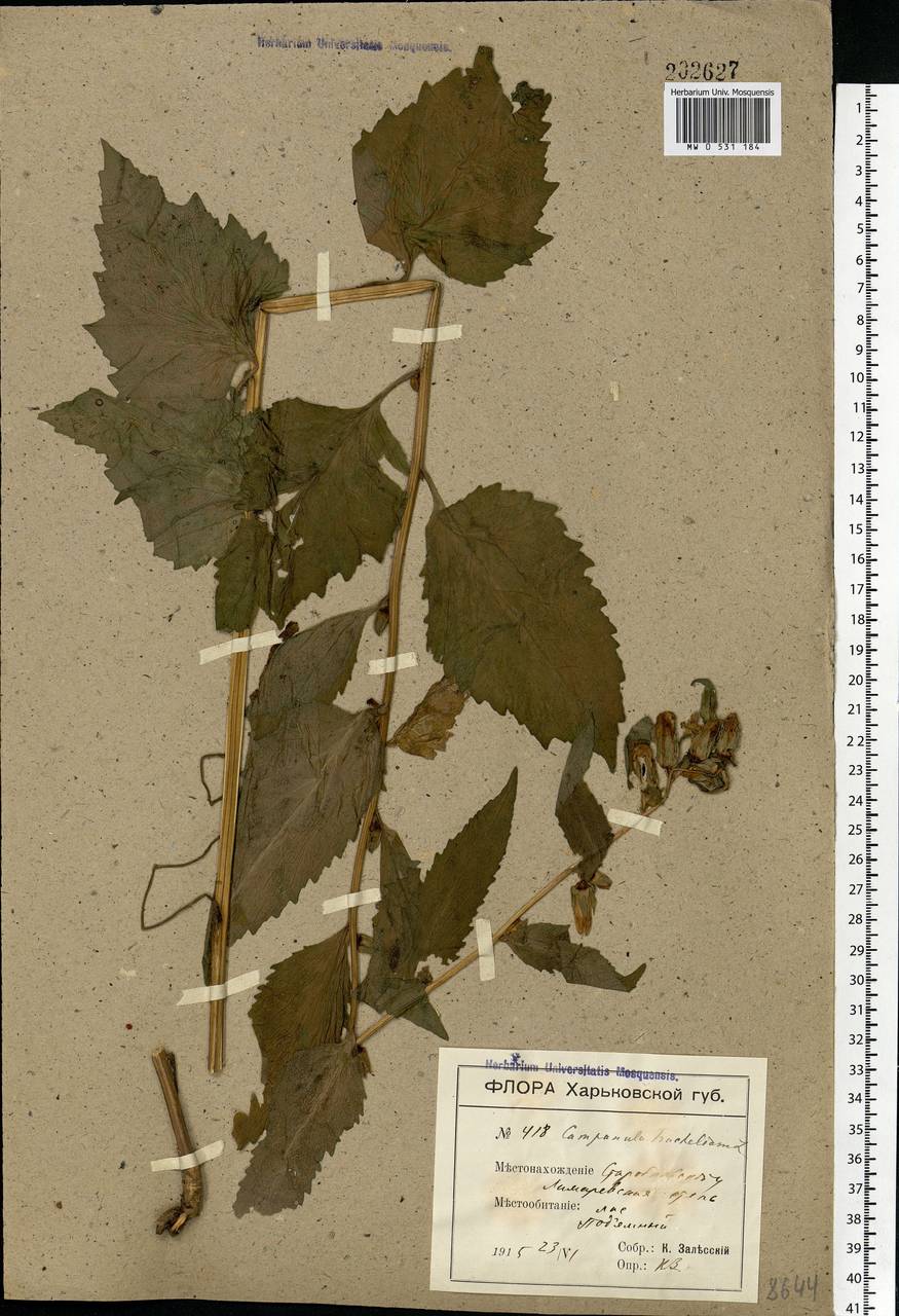 Campanula trachelium L., Eastern Europe, North Ukrainian region (E11) (Ukraine)