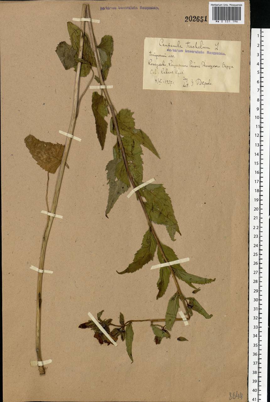 Campanula trachelium L., Eastern Europe, Rostov Oblast (E12a) (Russia)