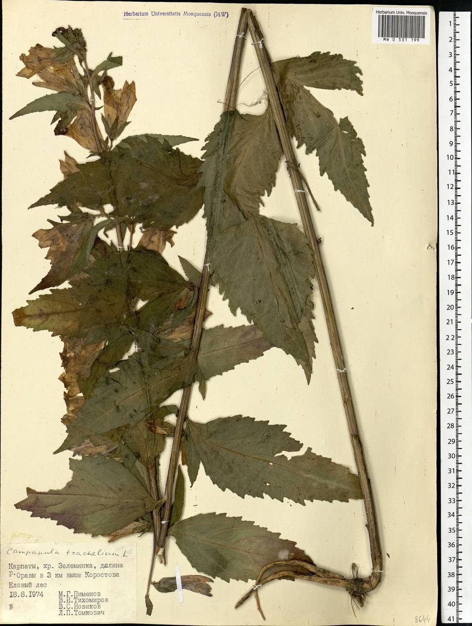 Campanula trachelium L., Eastern Europe, West Ukrainian region (E13) (Ukraine)