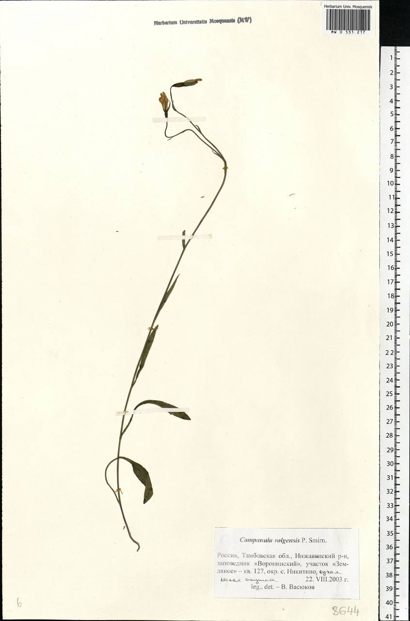 Campanula wolgensis P.A.Smirn., Eastern Europe, Central forest-and-steppe region (E6) (Russia)