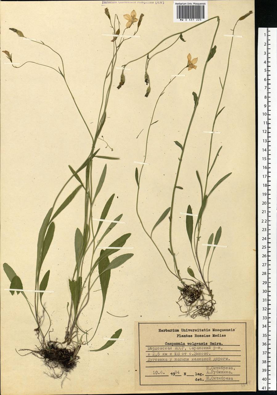 Campanula wolgensis P.A.Smirn., Eastern Europe, Middle Volga region (E8) (Russia)