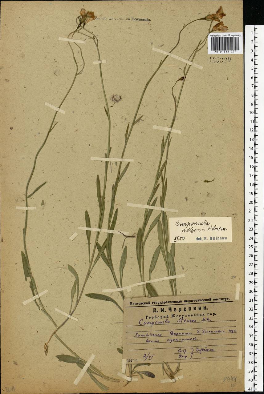 Campanula stevenii subsp. wolgensis (P.A.Smirn.) Fed., Eastern Europe, Middle Volga region (E8) (Russia)