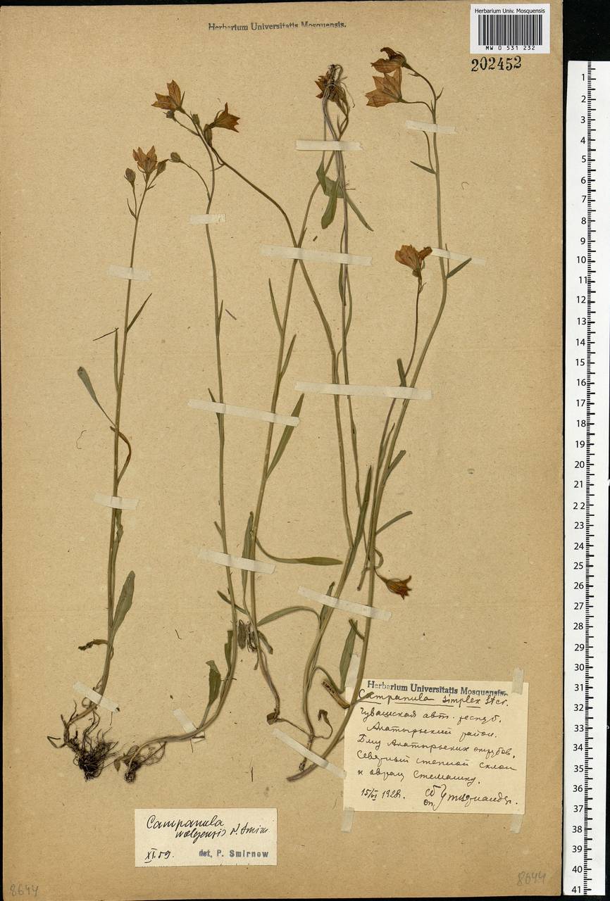 Campanula stevenii subsp. wolgensis (P.A.Smirn.) Fed., Eastern Europe, Middle Volga region (E8) (Russia)