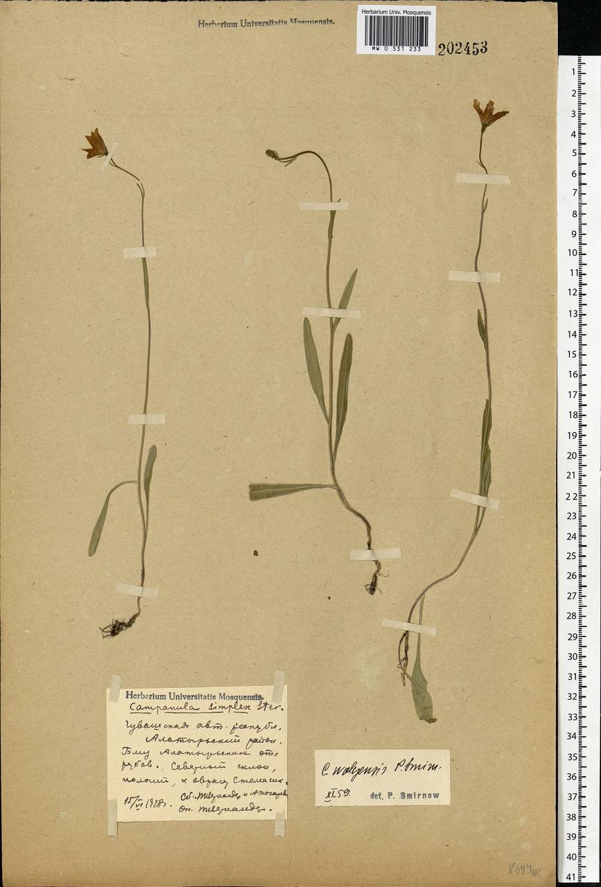 Campanula stevenii subsp. wolgensis (P.A.Smirn.) Fed., Eastern Europe, Middle Volga region (E8) (Russia)