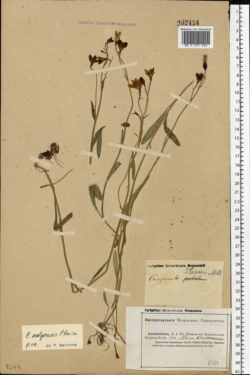 Campanula wolgensis P.A.Smirn., Eastern Europe, Middle Volga region (E8) (Russia)