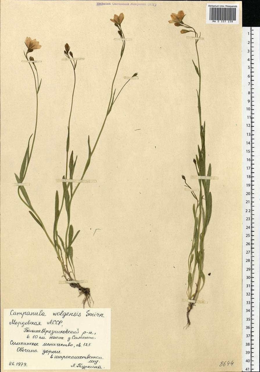 Campanula stevenii subsp. wolgensis (P.A.Smirn.) Fed., Eastern Europe, Middle Volga region (E8) (Russia)