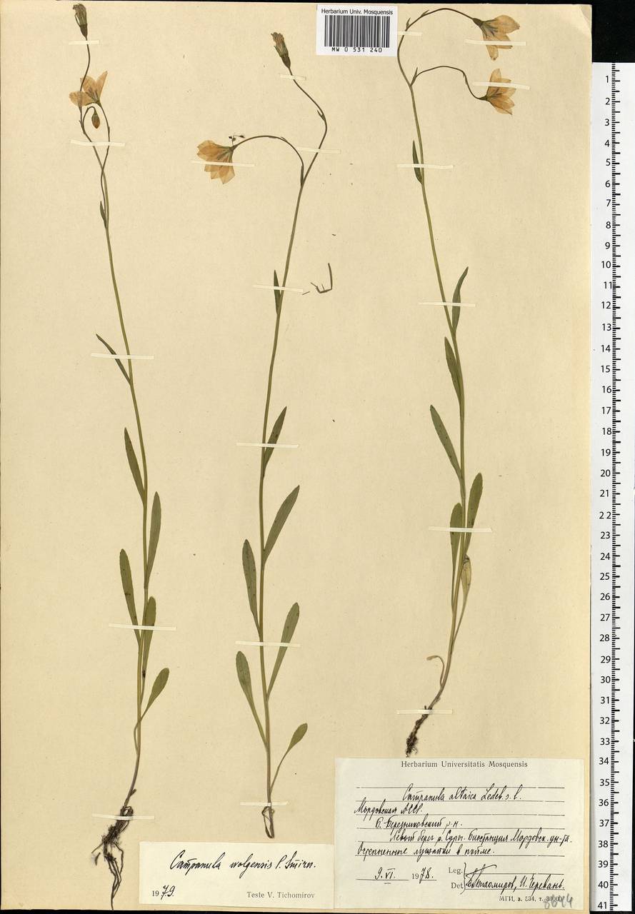 Campanula stevenii subsp. wolgensis (P.A.Smirn.) Fed., Eastern Europe, Middle Volga region (E8) (Russia)