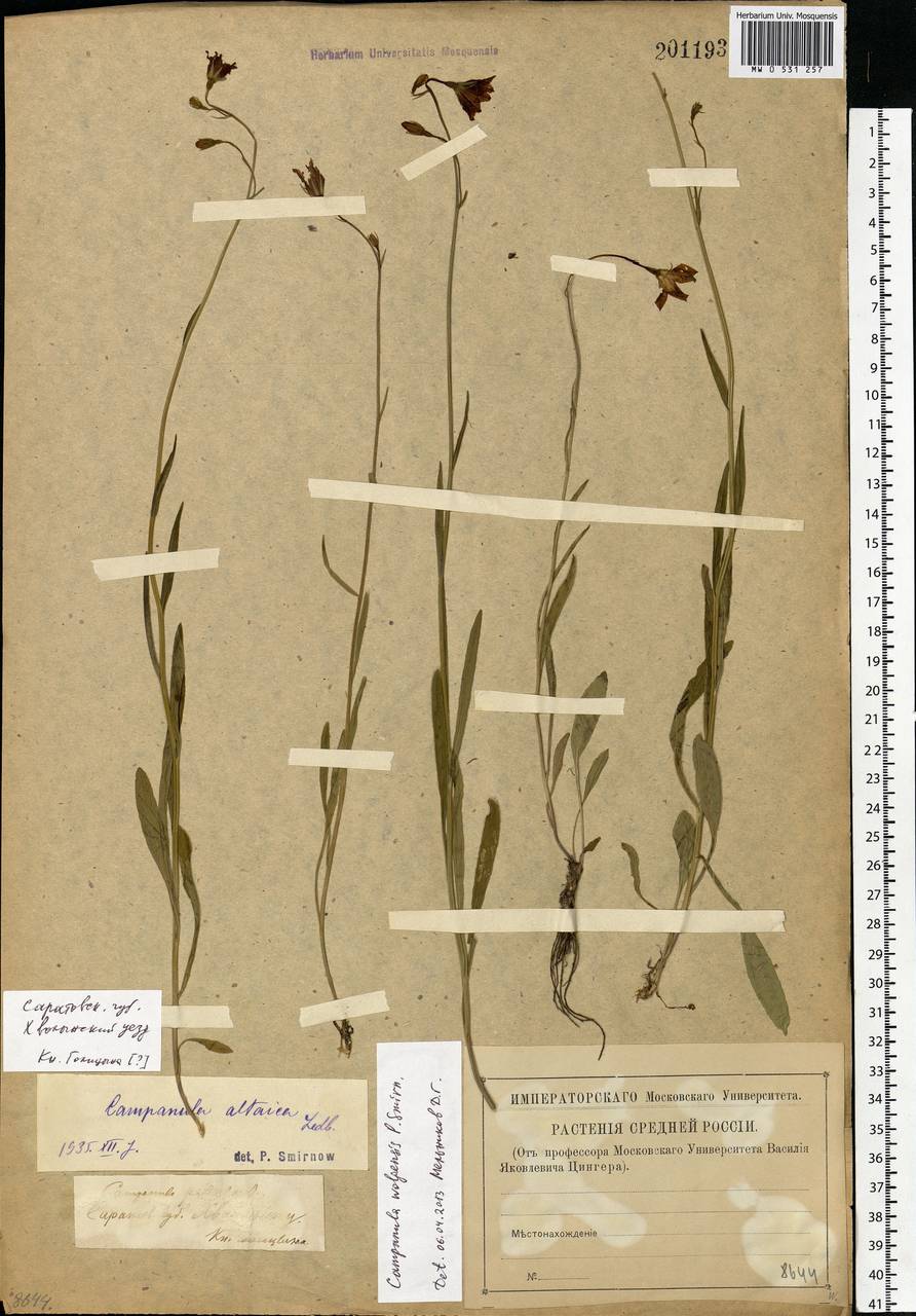 Campanula stevenii subsp. wolgensis (P.A.Smirn.) Fed., Eastern Europe, Middle Volga region (E8) (Russia)