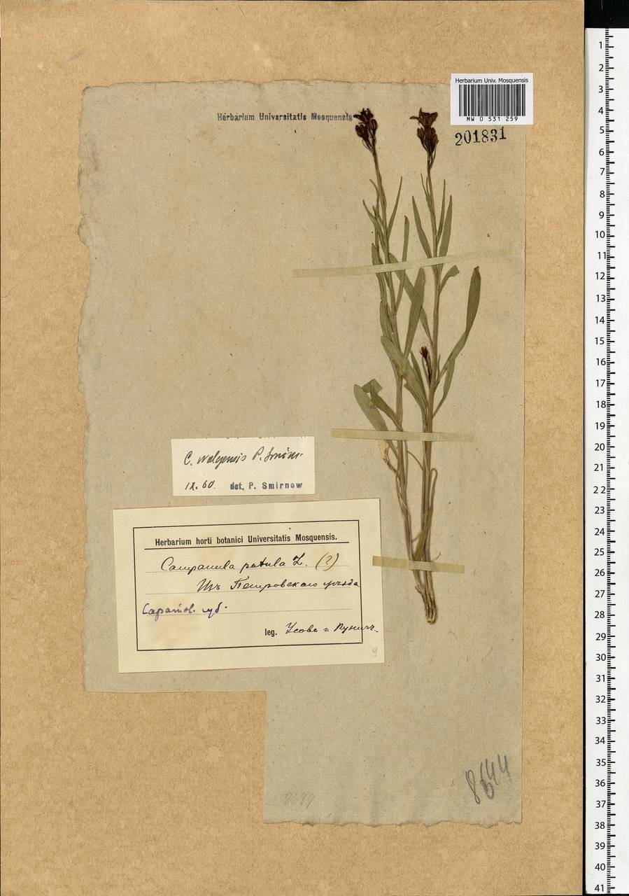 Campanula wolgensis P.A.Smirn., Eastern Europe, Middle Volga region (E8) (Russia)