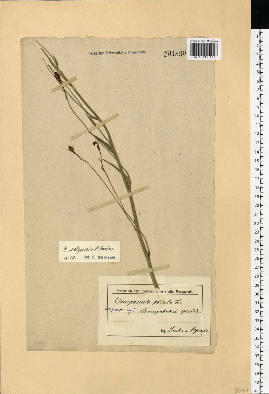 Campanula stevenii subsp. wolgensis (P.A.Smirn.) Fed., Eastern Europe, Middle Volga region (E8) (Russia)