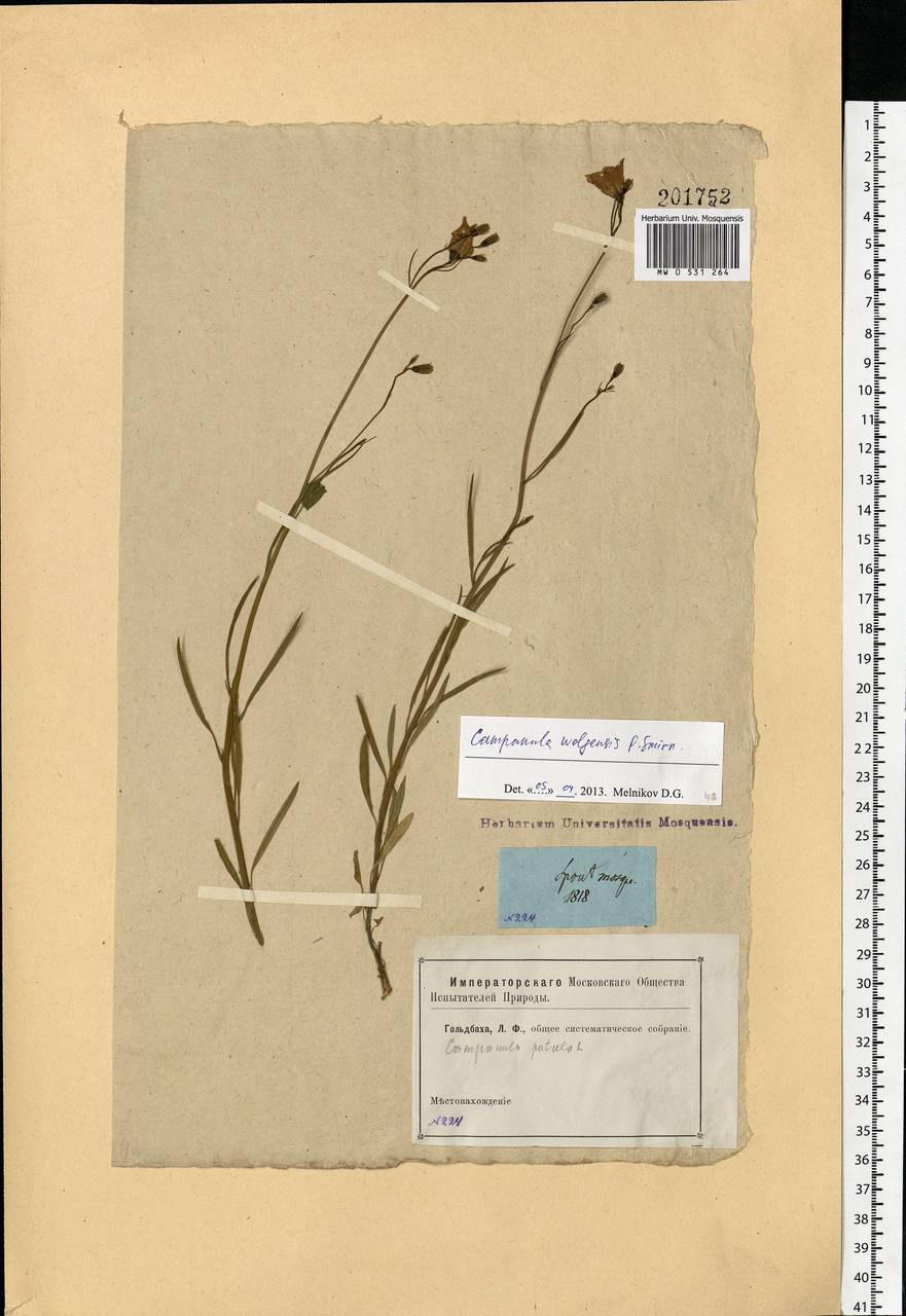 Campanula stevenii subsp. wolgensis (P.A.Smirn.) Fed., Eastern Europe, Eastern region (E10) (Russia)