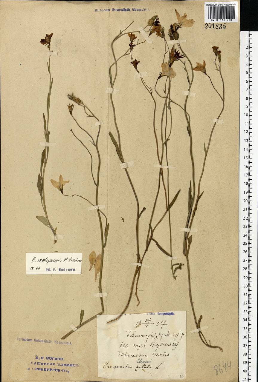 Campanula stevenii subsp. wolgensis (P.A.Smirn.) Fed., Eastern Europe, Eastern region (E10) (Russia)