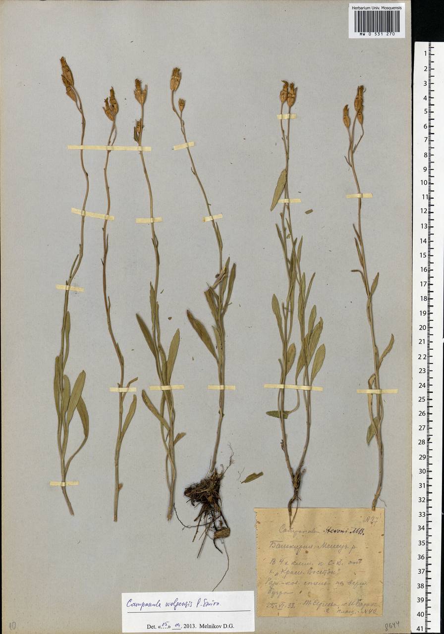 Campanula stevenii subsp. wolgensis (P.A.Smirn.) Fed., Eastern Europe, Eastern region (E10) (Russia)