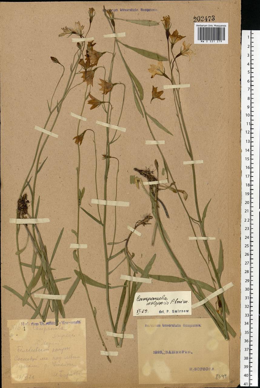 Campanula wolgensis P.A.Smirn., Eastern Europe, Eastern region (E10) (Russia)
