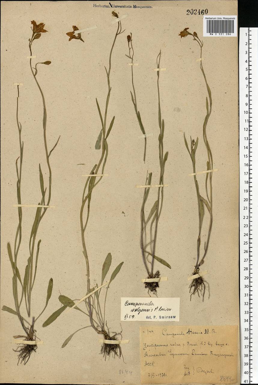 Campanula wolgensis P.A.Smirn., Eastern Europe, Eastern region (E10) (Russia)