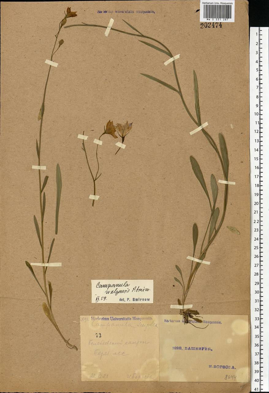 Campanula stevenii subsp. wolgensis (P.A.Smirn.) Fed., Eastern Europe, Eastern region (E10) (Russia)