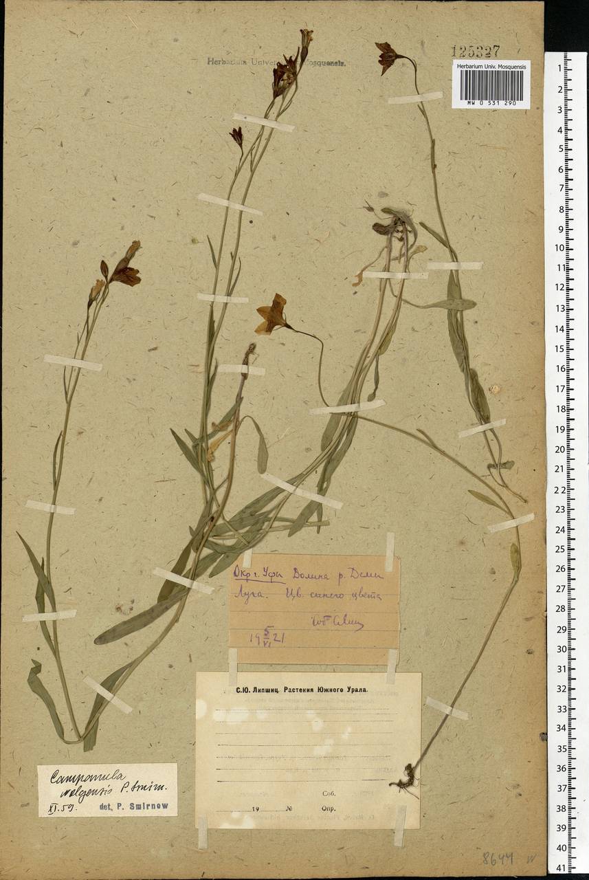 Campanula wolgensis P.A.Smirn., Eastern Europe, Eastern region (E10) (Russia)